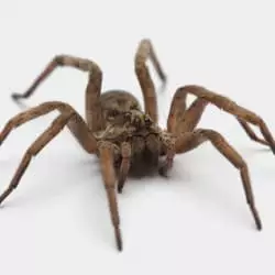 Wolf Spider Prevention Tips