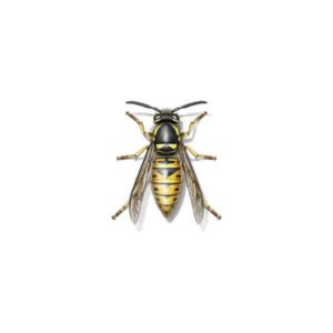 Yellowjacket identification in Knoxville TN. Russell's Pest Control