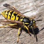 Infuriated Yellow Jackets Buzzing Around Knoxville