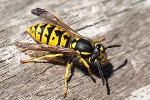 Infuriated Yellow Jackets Buzzing Around Knoxville