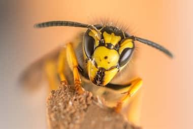 5 Tips To Avoid Yellow Jackets In Knoxville This Spring