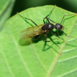 Wondering if you have Termites or Carpenter Ants in Knoxville TN? Learn more from Russell's Pest Control!