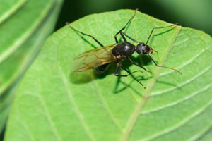 Wondering if you have Termites or Carpenter Ants in Knoxville TN? Learn more from Russell's Pest Control!