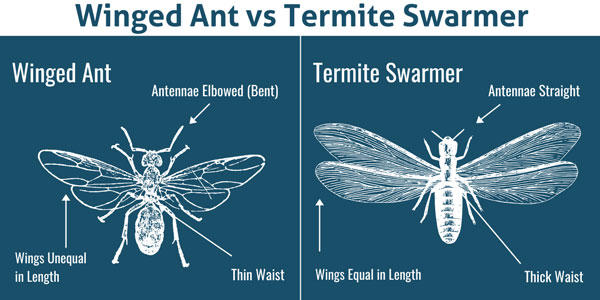 Winged ant vs termite in Knoxville TN - Russell's Pest Control