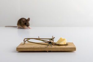 Mouse traps are a common DIY pest control method in Knoxville TN. Learn more from Russell's Pest Control.