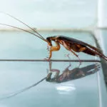 Cockroaches may trigger seasonal allergies in Knoxville TN - Russell's Pest Control