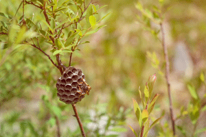 How to prevent summertime wasps in Knoxville TN - Russell's Pest Control