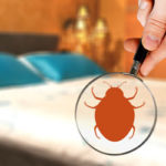 Common myths about bed bugs in Knoxville TN - Russell's Pest Control