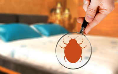 Common myths about bed bugs in Knoxville TN - Russell's Pest Control