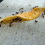 Tips to keep ants out this summer in Knoxville TN - Russell's Pest Control