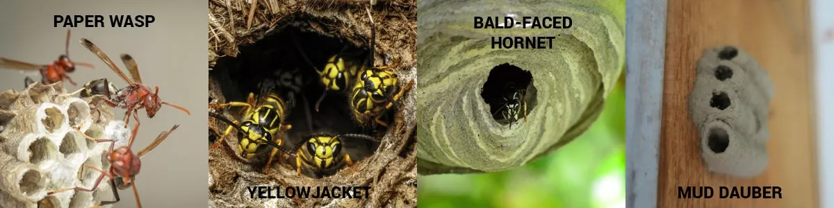 Wasp nest identification guide in Knoxville TN - Russell's Pest Control