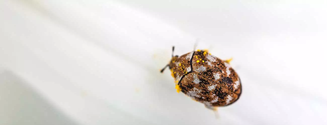 How To Tell If You Have Bed Bugs Or Carpet Beetles Knoxville Tn