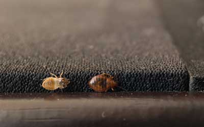 Bed bugs spreading in knoxville