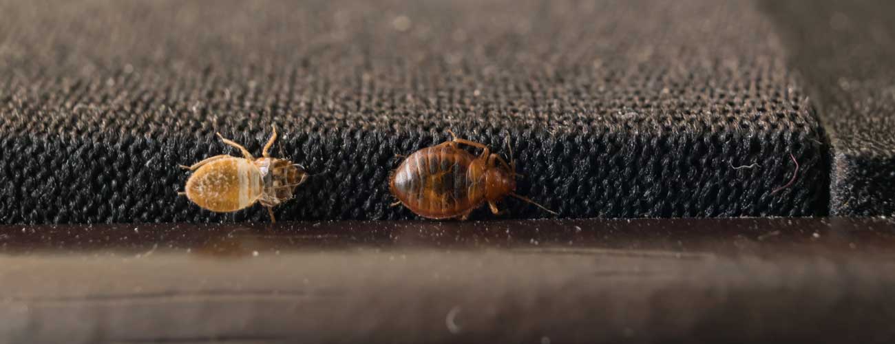 Bed bugs spreading in knoxville