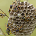 Wasp nest identification tips in Knoxville TN - Russell's Pest Control