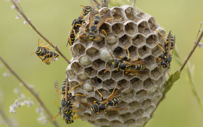 Wasp nest identification tips in Knoxville TN - Russell's Pest Control