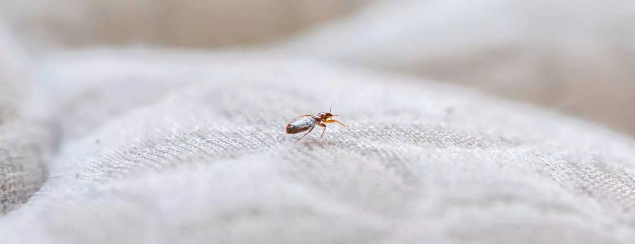 Close up of bed bug on mattress