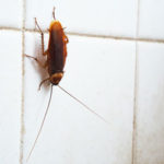 A cockroach in the summer is a bad sign of an infestation in Knoxville TN. Russell's Pest Control