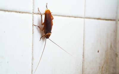 A cockroach in the summer is a bad sign of an infestation in Knoxville TN. Russell's Pest Control