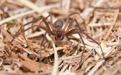 Brown recluse spiders are dangerous in Knoxville TN - Russell's Pest Control