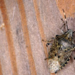 Stink bugs are a common fall invader in Knoxville TN - Russell's Pest Control