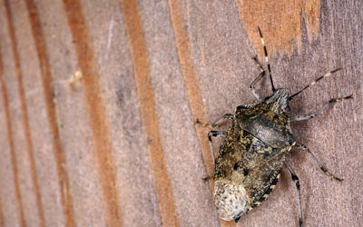 Stink bugs are a common fall invader in Knoxville TN - Russell's Pest Control