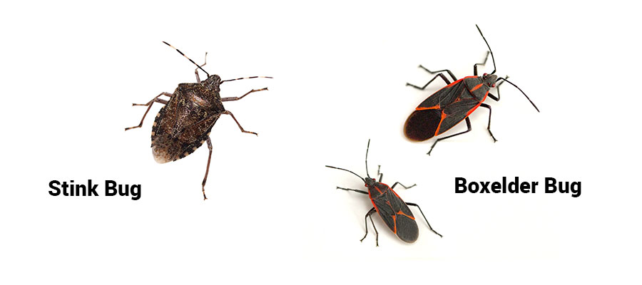Stink bug and boxelder bug identification in Knoxville TN - Russell's Pest Control