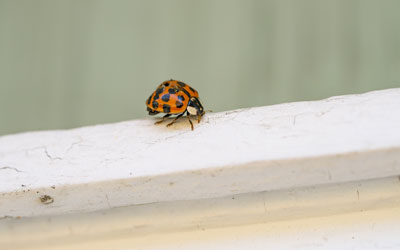 Asian lady beetles crawl into Knoxville TN homes - Russell's Pest Control