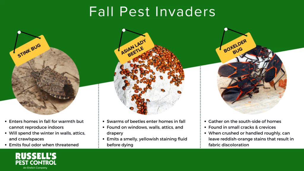 Fall pest prevention in Knoxville, Tennessee - Russell's Pest Control