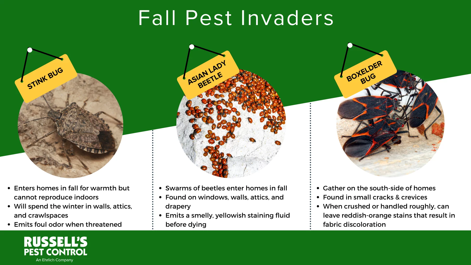 Why Do Asian Lady Beetles Infest Homes in the Fall? Knoxville TN