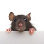 Mouse or rat in Knoxville TN - Russell's Pest Control