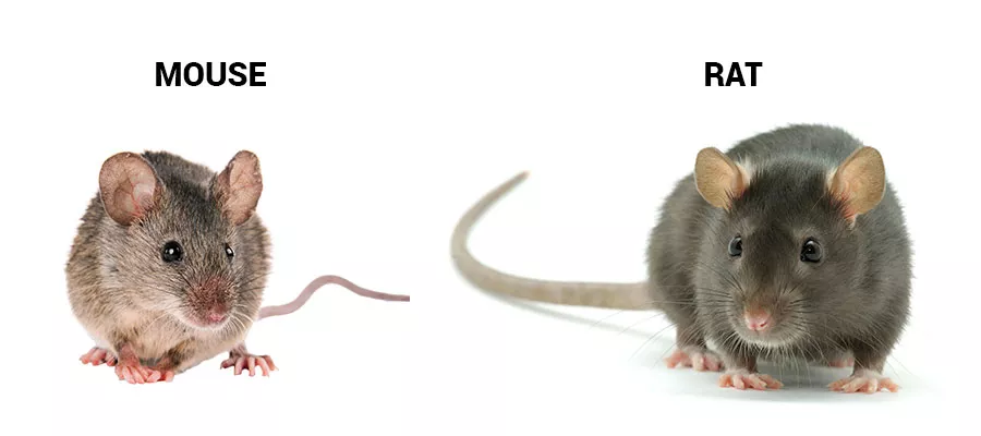 Mouse or rat identification in Knoxville TN - Russell's Pest Control
