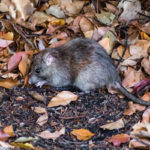 Rodents are entering Knoxville TN homes during the pandemic - Russell's Pest Control