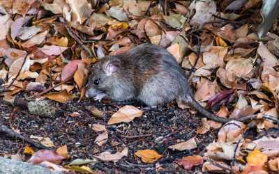 Rodents are entering Knoxville TN homes during the pandemic - Russell's Pest Control