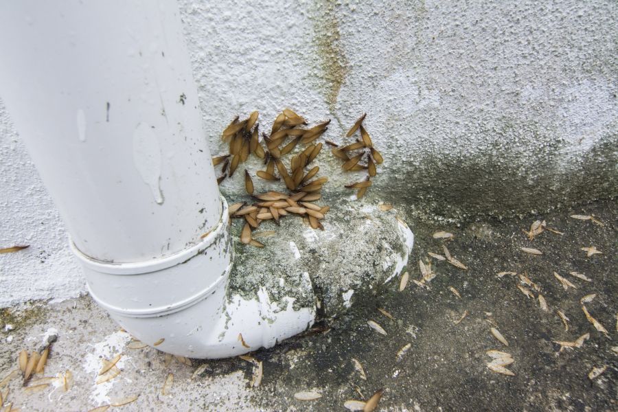 Termite season in Knoxville TN - Russell's Pest Control