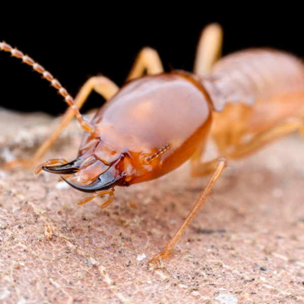 Identify Termites in Knoxville TN - Russell's Pest Control