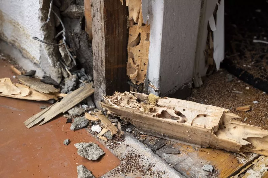 How much does termite damage cost to repair in Knoxville TN - Russell's Pest Control