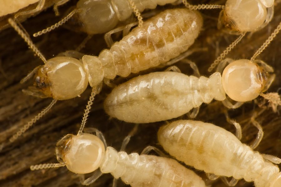 Termite life cycle in Knoxville TN - Russell's Pest Control