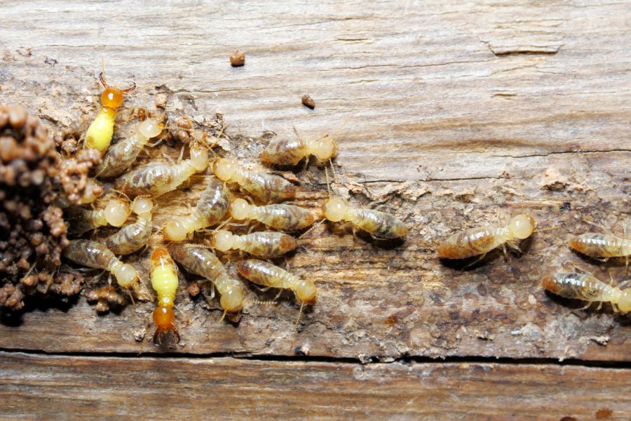 How do I get rid of termites in Knoxville TN - Russell's Pest Control