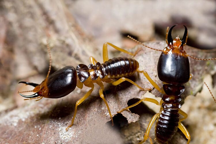 How do termites spread in Knoxville TN - Russell's Pest Control