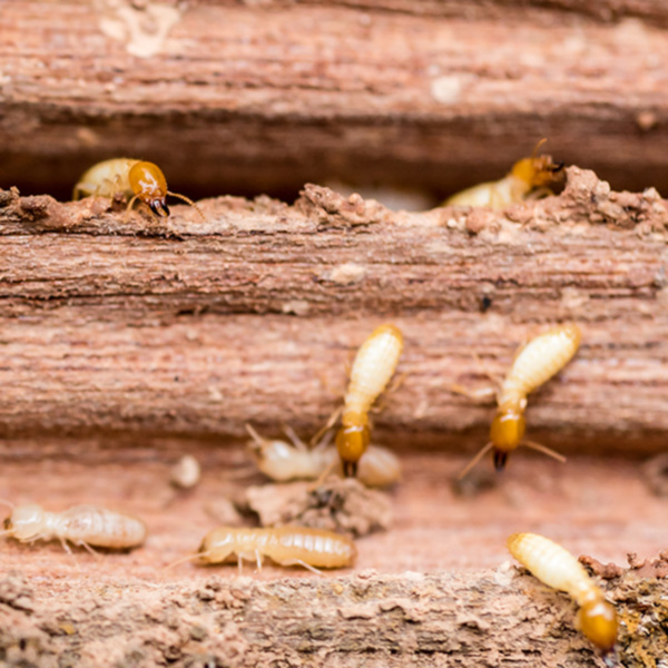 Prevent Termites in Knoxville TN - Russell's Pest Control