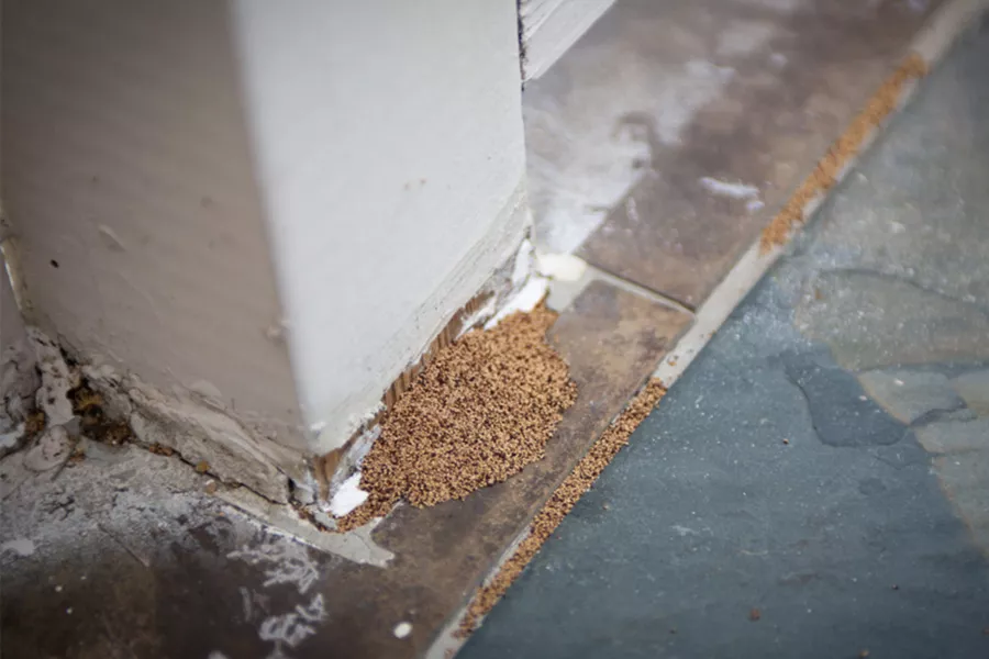 What are the signs of a termite infestation in Knoxville TN - Russell's Pest Control