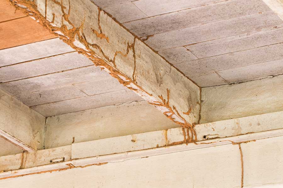 What does termite damage look like in Knoxville TN - Russell's Pest Control