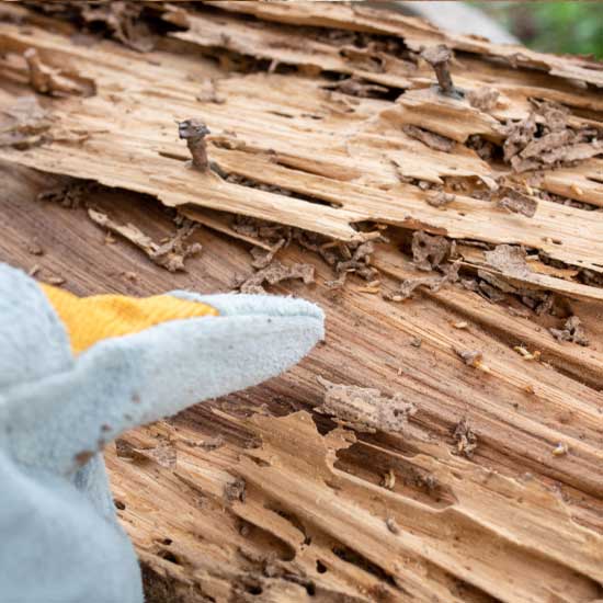 Termite Treatments in Knoxville TN - Russell's Pest Control