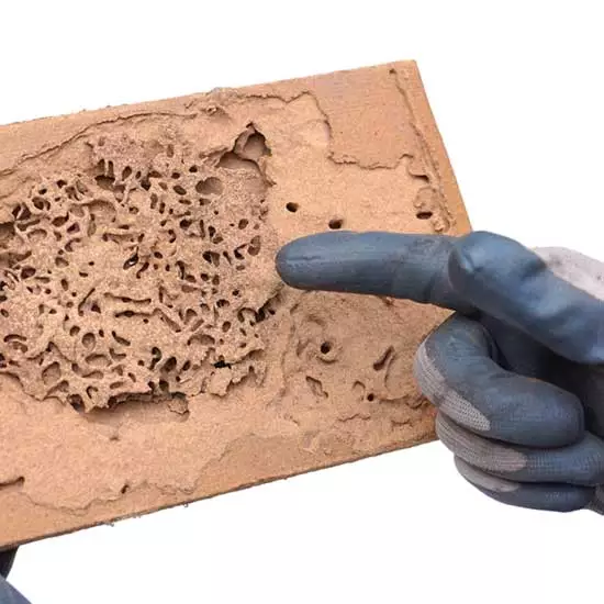 Identify termite damage in Knoxville TN - Russell's Pest Control