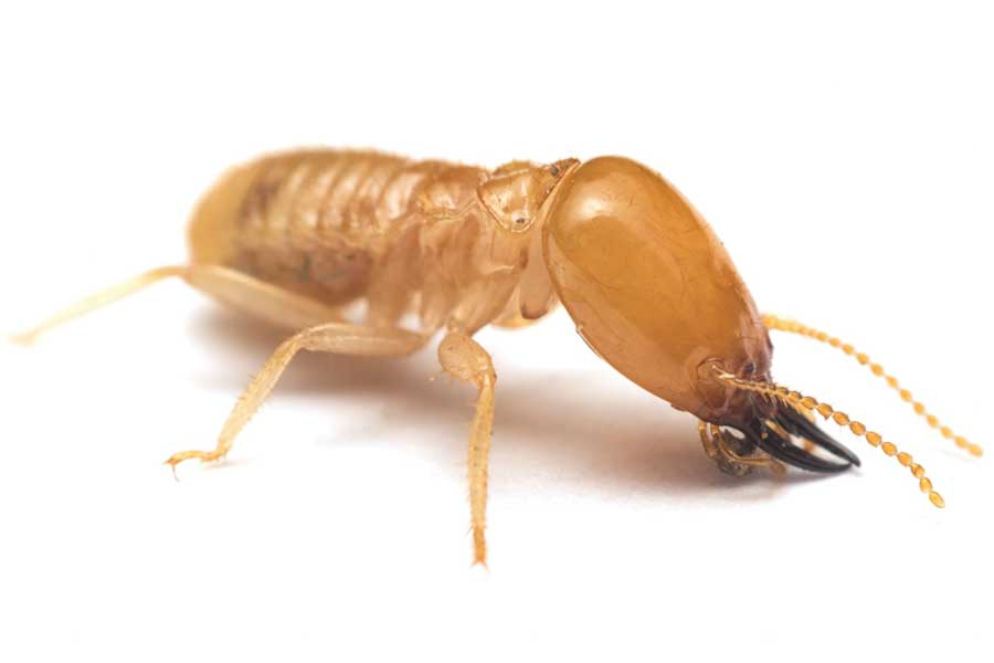 What does a termite look like in Knoxville TN? - Russell's Pest Control