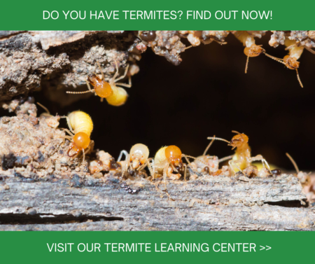Termite Control in Knoxville TN - Russell's Pest Control