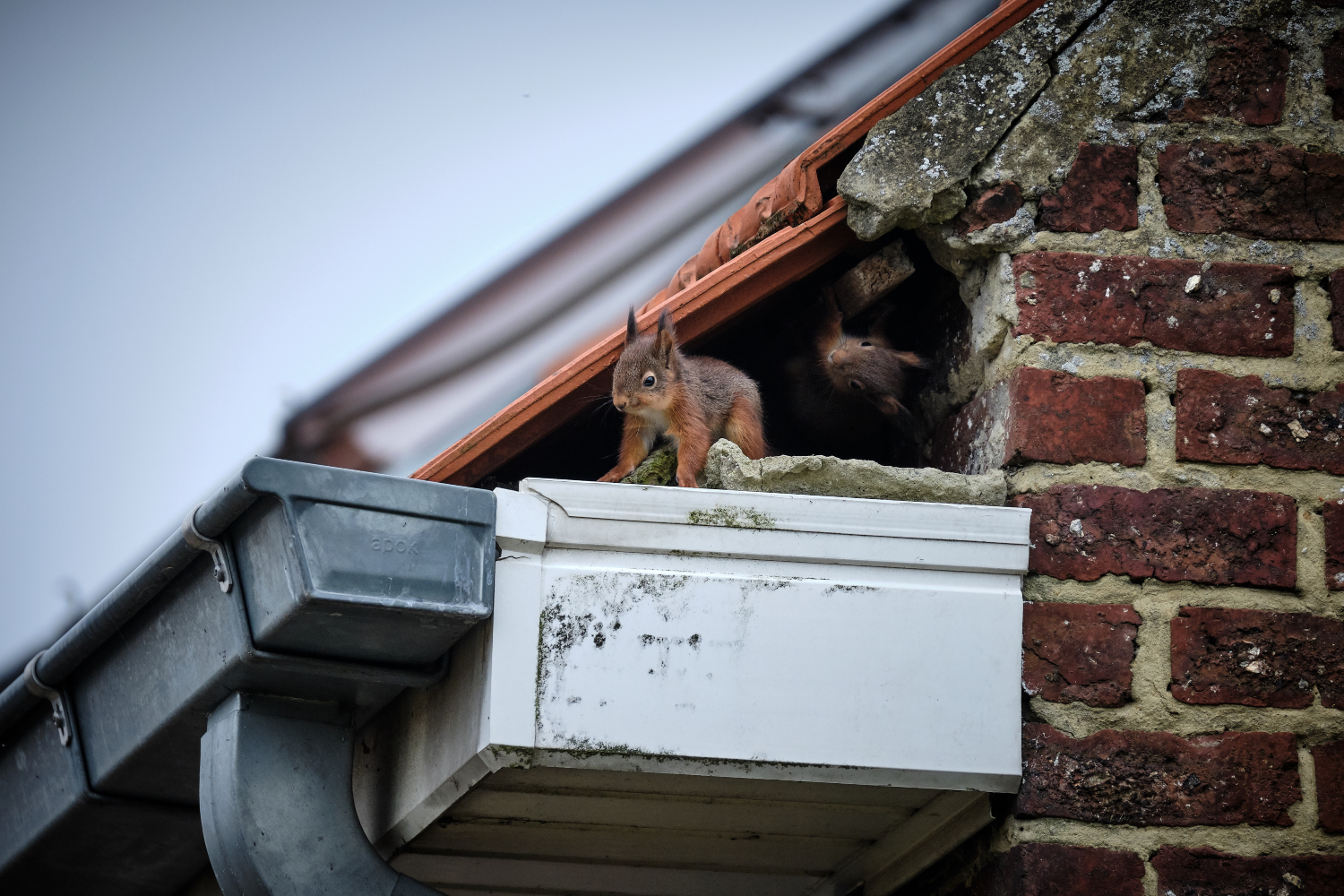 Red squirrel sitting under a roof at Russell's Pest Control in Knoxville TN