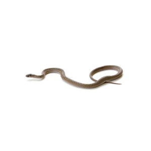 Brown snake identification in Knoxville TN - Russell's Pest Control