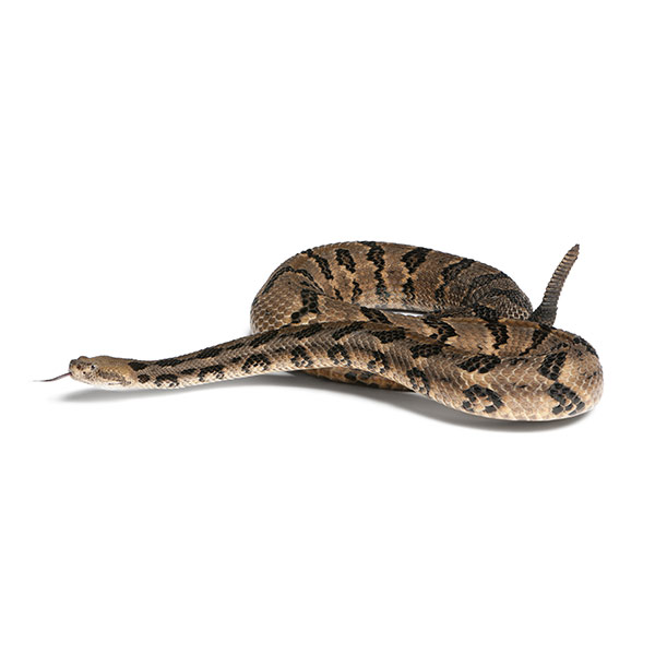 Canebrake rattlesnake identification in Knoxville TN - Russell's Pest Control
